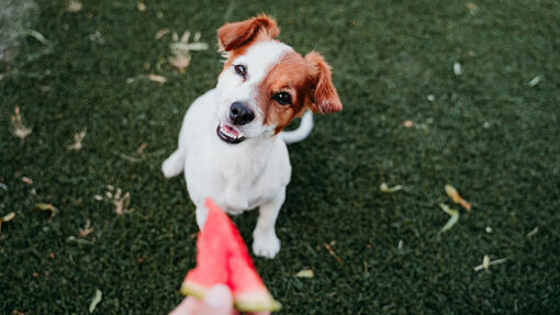 Is watermelon bad for a outlet dog